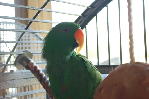 Male Eclectus parrot