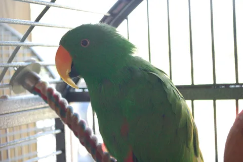 Male Eclectus parrot