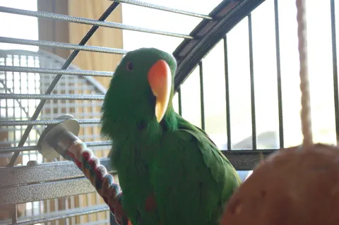 Male Eclectus parrot