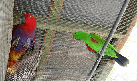 Male and female Eclectus parrots
