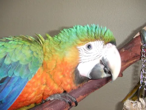 Macaw