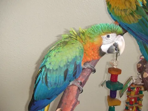 Macaw