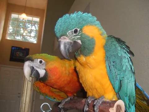 Macaw