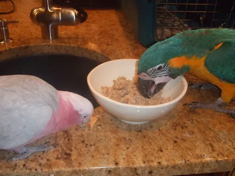 Macaw