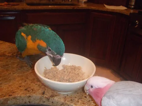 Macaw