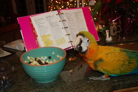Macaw
