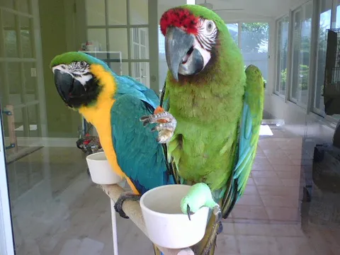 Macaw