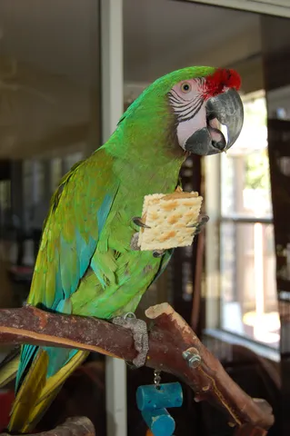 Green macaw