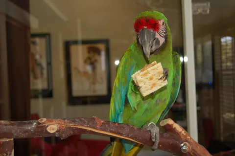 Green macaw