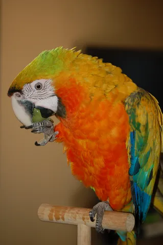 Macaw
