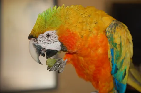 Macaw