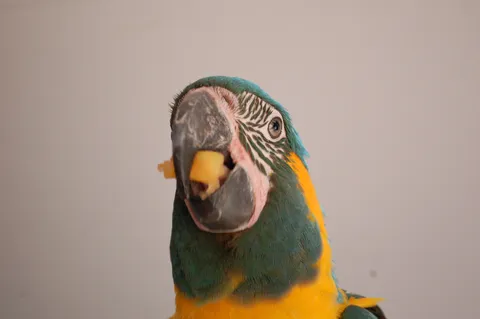 Blue-and-gold macaw