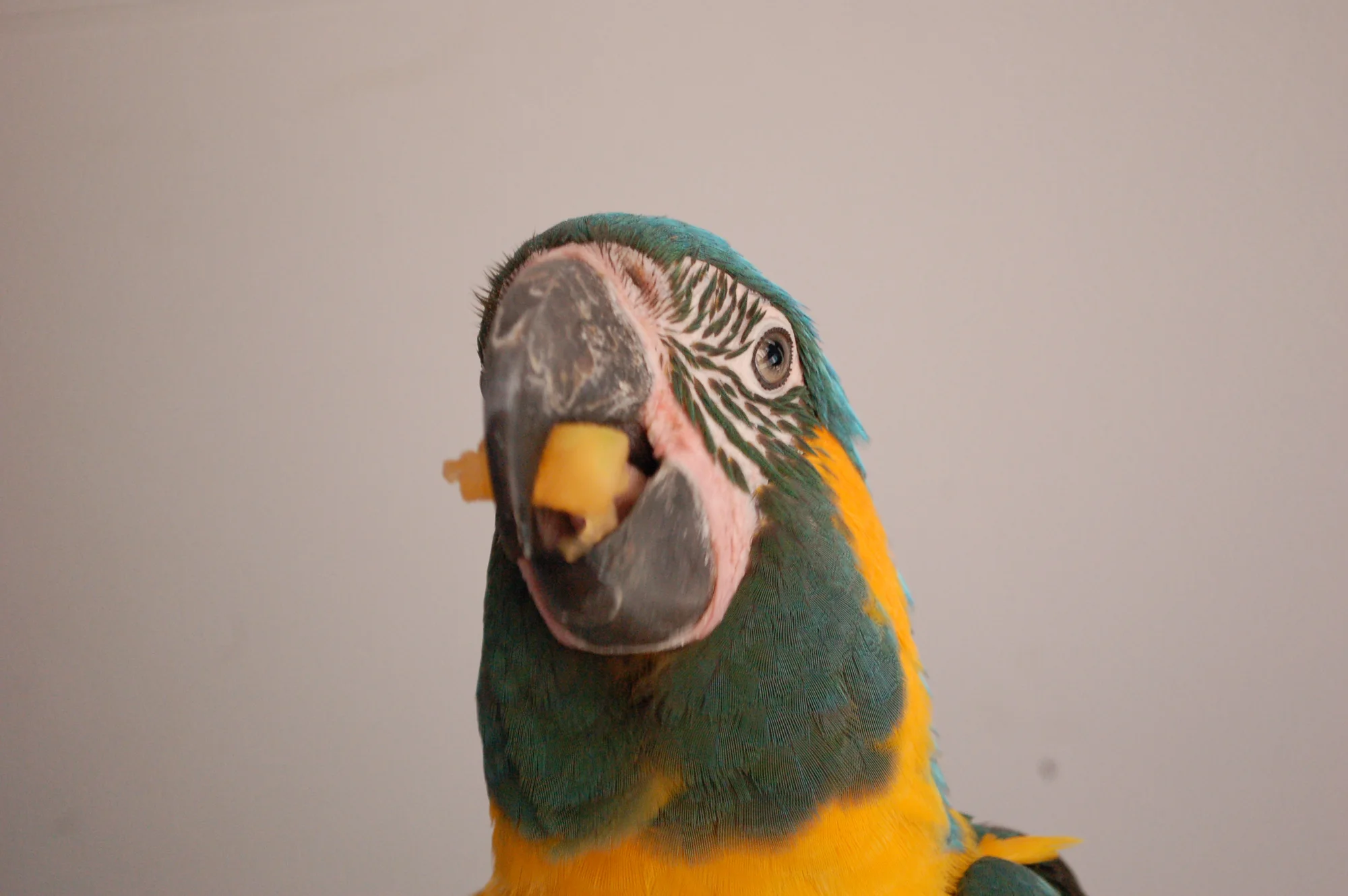 Blue-and-gold macaw