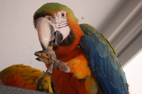 Macaw
