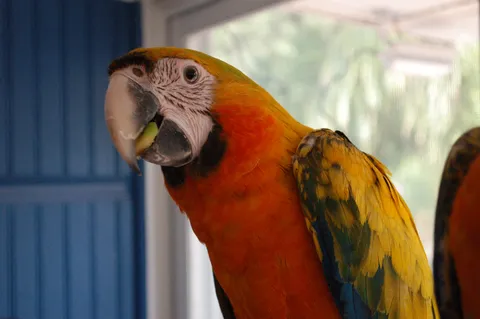 Macaw