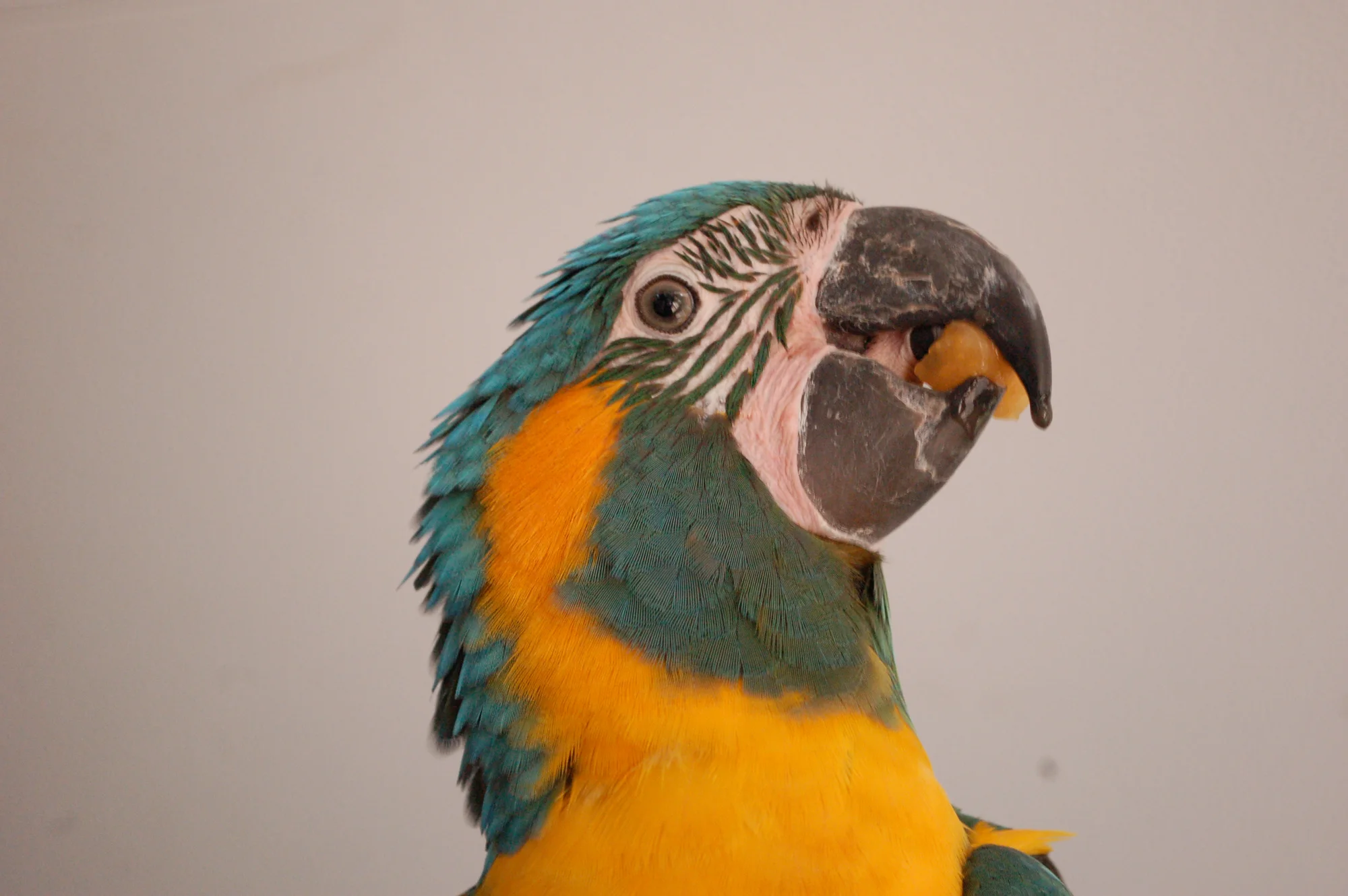 Blue-and-gold macaw