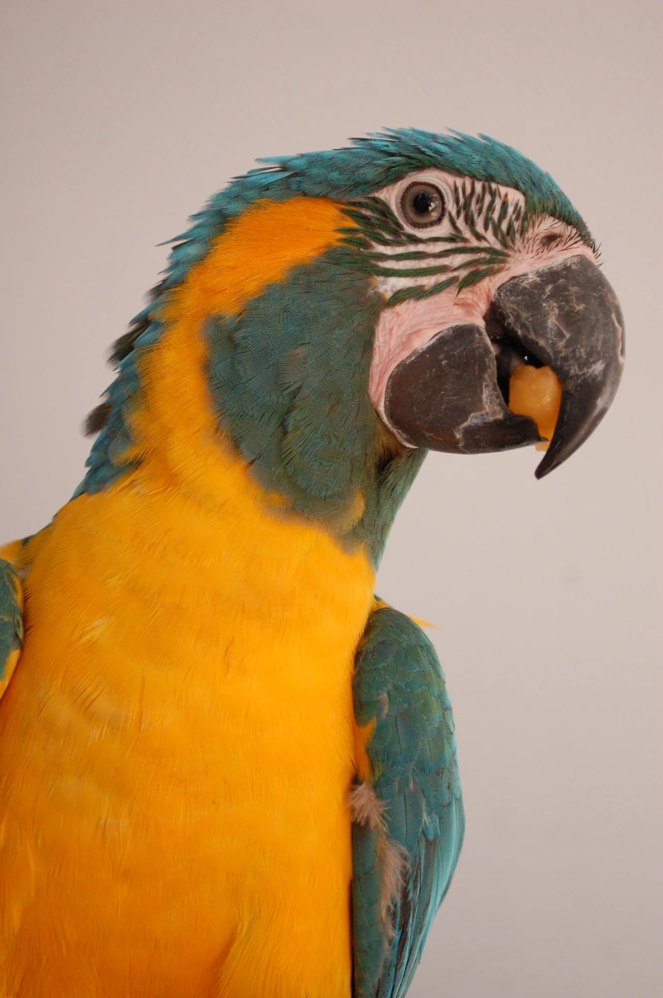 Blue-and-gold macaw