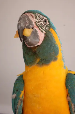 Blue-and-gold macaw