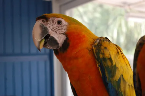 Macaw