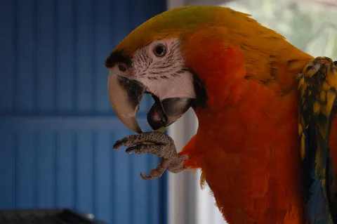 Macaw
