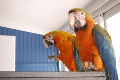 Macaw