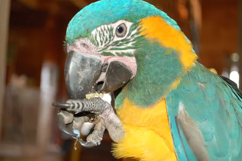 Blue-and-gold macaw