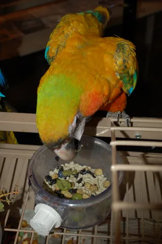Macaw