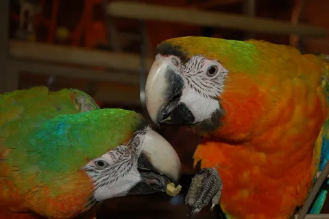 Macaw
