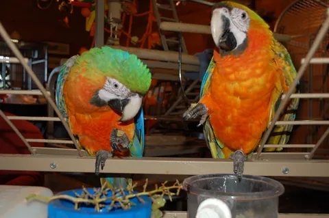 Macaw