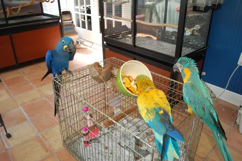 Macaw