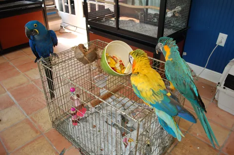 Macaw