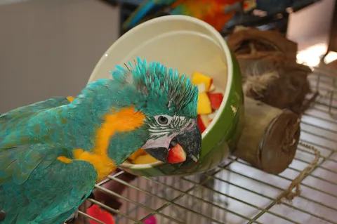 Blue-and-gold macaw