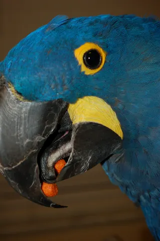 Hyacinth macaw