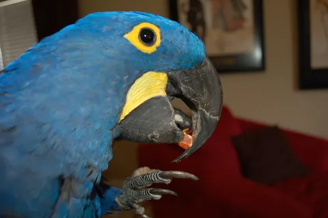 Hyacinth macaw