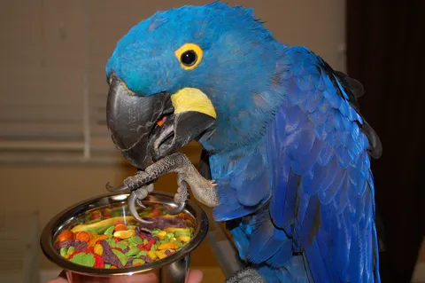 Hyacinth macaw