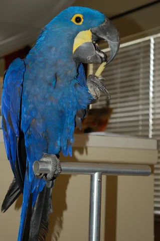 Hyacinth macaw