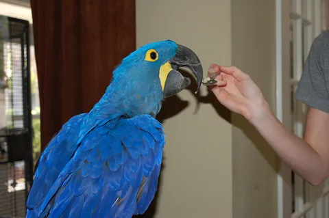 Hyacinth macaw