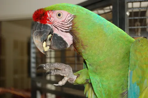 Green macaw