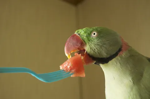 Alexandrine parakeet
