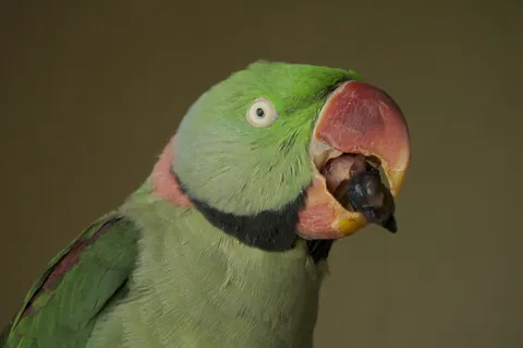 Alexandrine parakeet