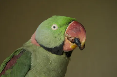 Alexandrine parakeet