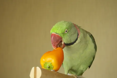 Alexandrine parakeet