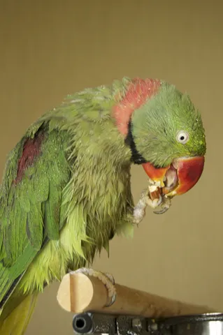 Alexandrine parakeet