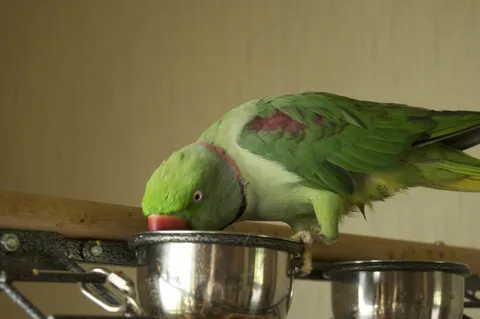 Alexandrine parakeet