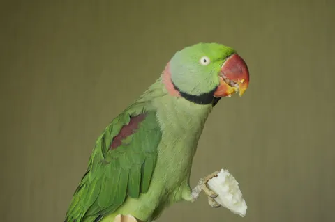 Alexandrine parakeet
