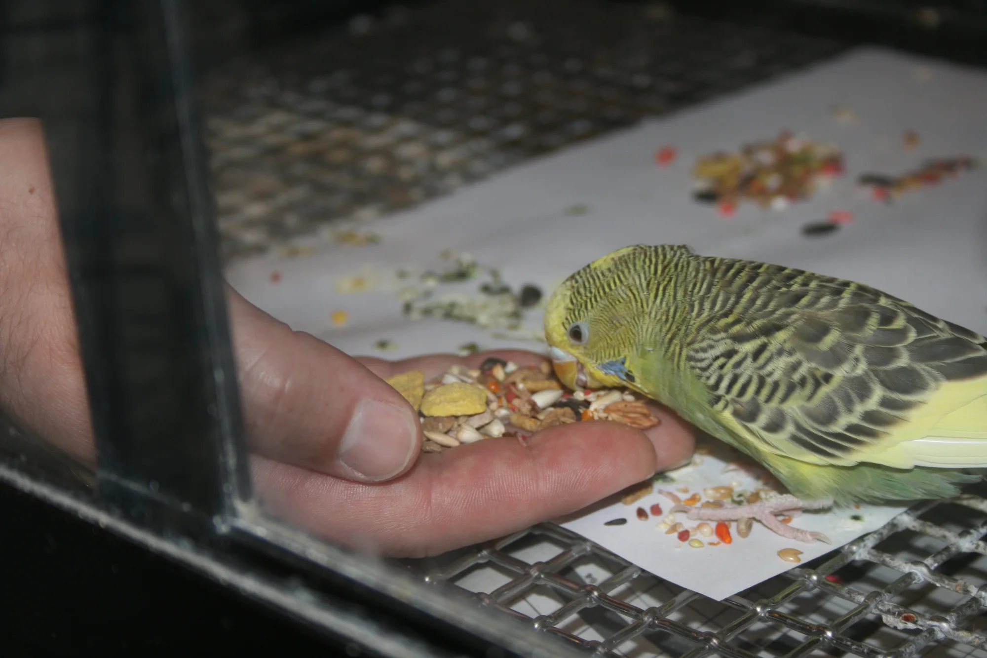 Budgerigar
