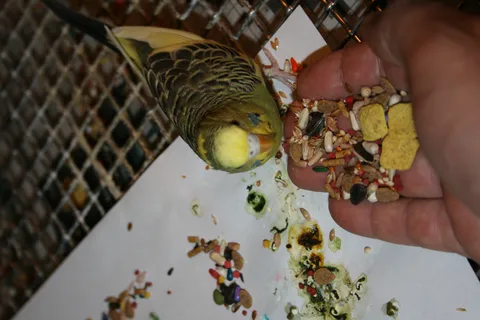 Budgerigar